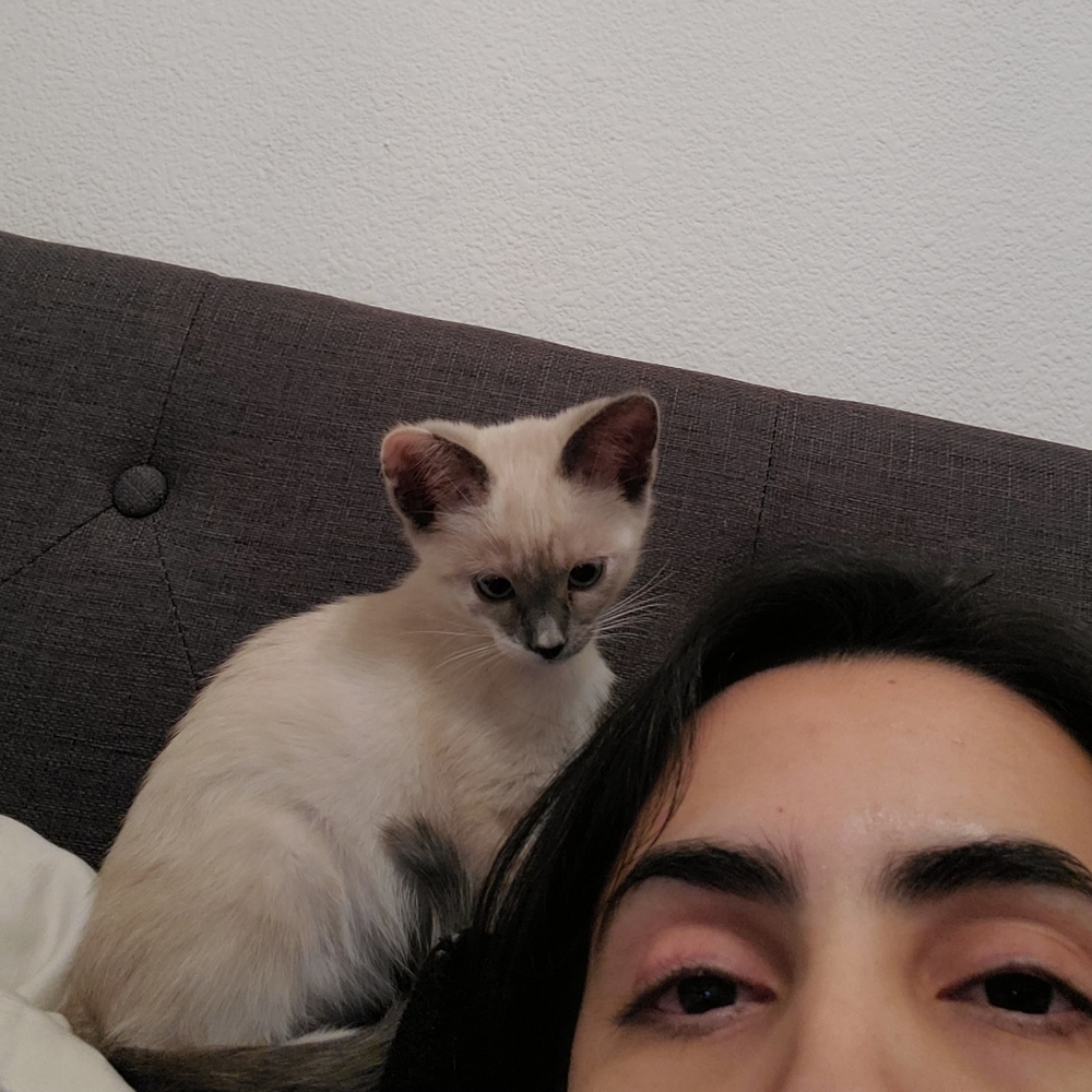 henlo